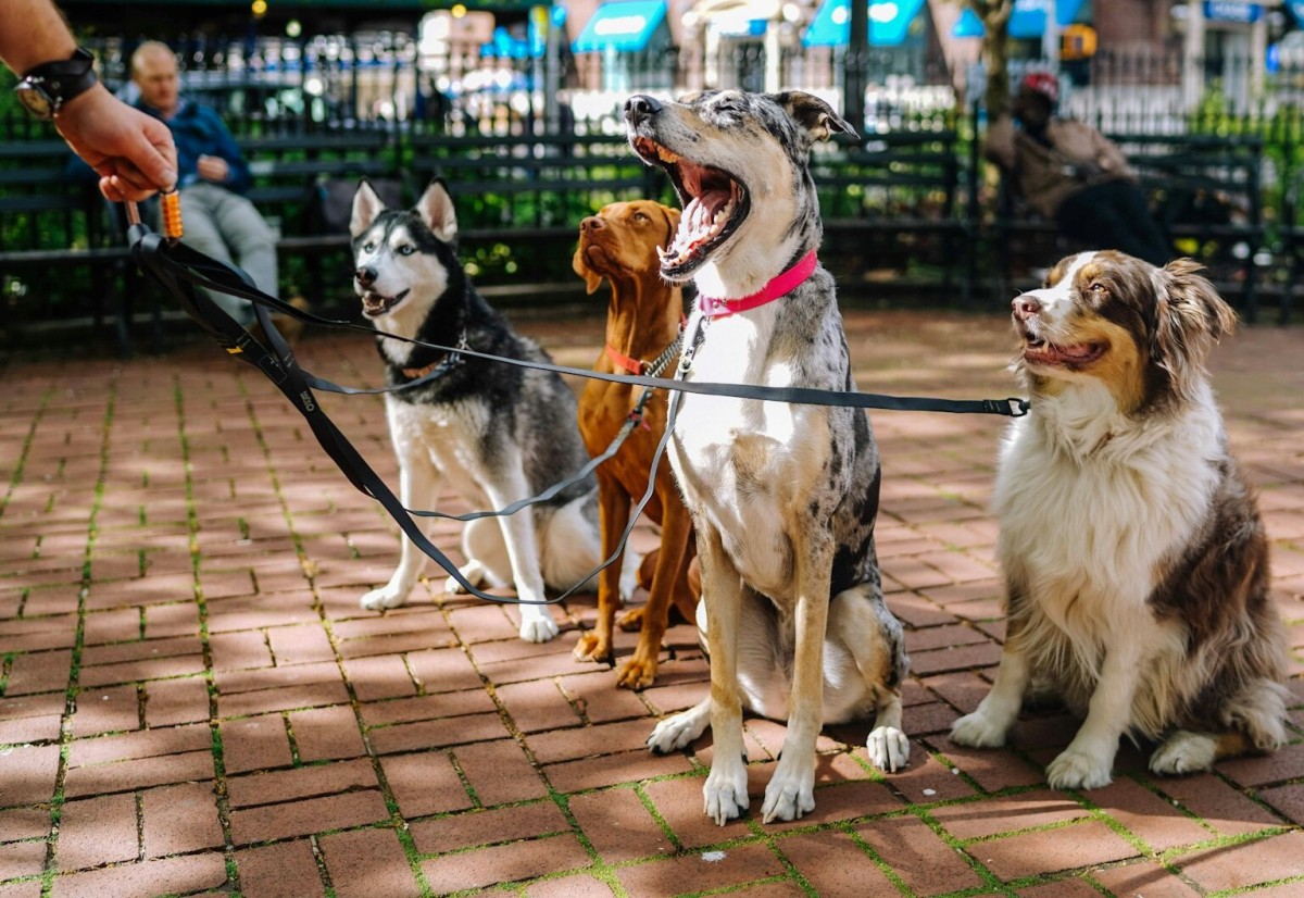 Four dogs on leads being walked in a city park